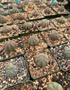 Euphorbia obesa 3.5" Pots