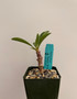 Euphorbia leistneri 3.5" Pots