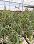 Ipomoea platensis 3.5" Pots