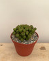 Euphorbia mammillaris 'Monstrose' 6" Pots