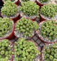 Euphorbia mammillaris 'Monstrose' 6" Pots