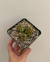 Astrophytum capricorne 3.5" Pots