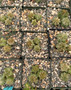 Astrophytum capricorne 3.5" Pots