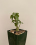 Adenia spinosa 3.5" Pots
