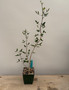 Commiphora humbertii 3.5" Pots
