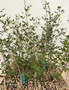 Commiphora humbertii 3.5" Pots