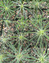 Euphorbia publiglans 3.5" Pots