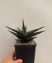 Sansevieria 'Blorong' 5" Pot