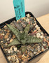 Gasteria ellahpiae 5" Pot