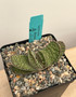 Gasteria retusa 5" Pot