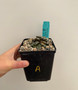 Haworthia maughanii 5" Pot A