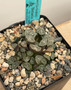 Haworthia maughanii 5" Pot A