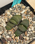 Gasteria armstrongii 5" Pot