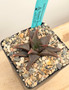 Haworthia koelmanniorum 5" Pot