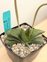 Gasteria armstrongii hybrid 5" Pot C