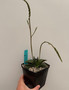 Gasteria armstrongii hybrid 5" Pot C