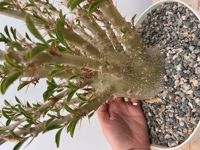 Pachypodium saundersii 12