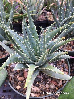 Aloe longistyla, 10 Seeds - Botanic Wonders