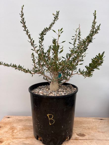 Fouquieria columnaris 2 Gallon Pot B - Botanic Wonders