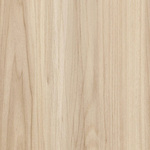 American Elm