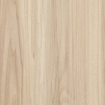 American Elm