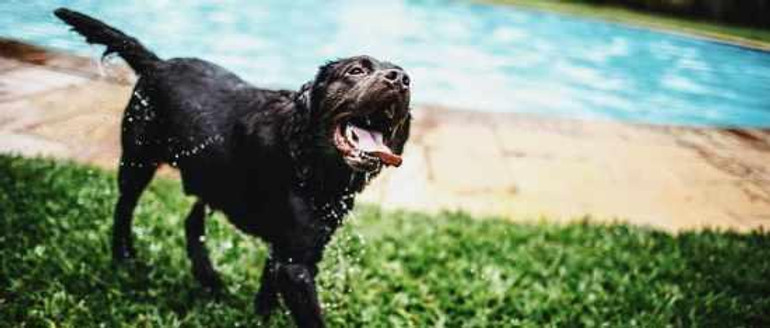 How to Keep Pets Cool When Your Air Conditioner is Broken