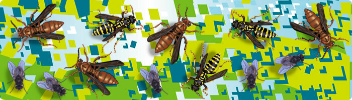 Wasp and Yellow Jackets