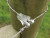 GRIPPLE 10 Count bag of T-Clip #2