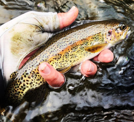 River Conditions: Updated 03/05/2020