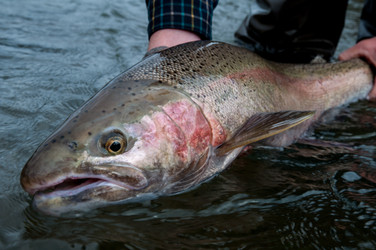 Destination Highlight:  Frontier Steelhead Experience, British Columbia