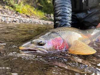 A Year to Remember: Frontier Steelhead Experience 2026