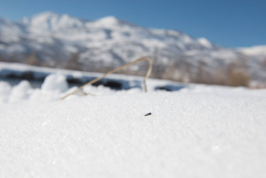 Midge Fishing Miracles