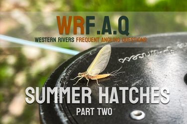 [WR]F.A.Q - Summer Hatches - Part 2