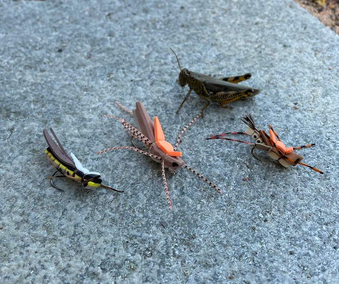 Blog: WRF.A.Q - Terrestrial Fishing