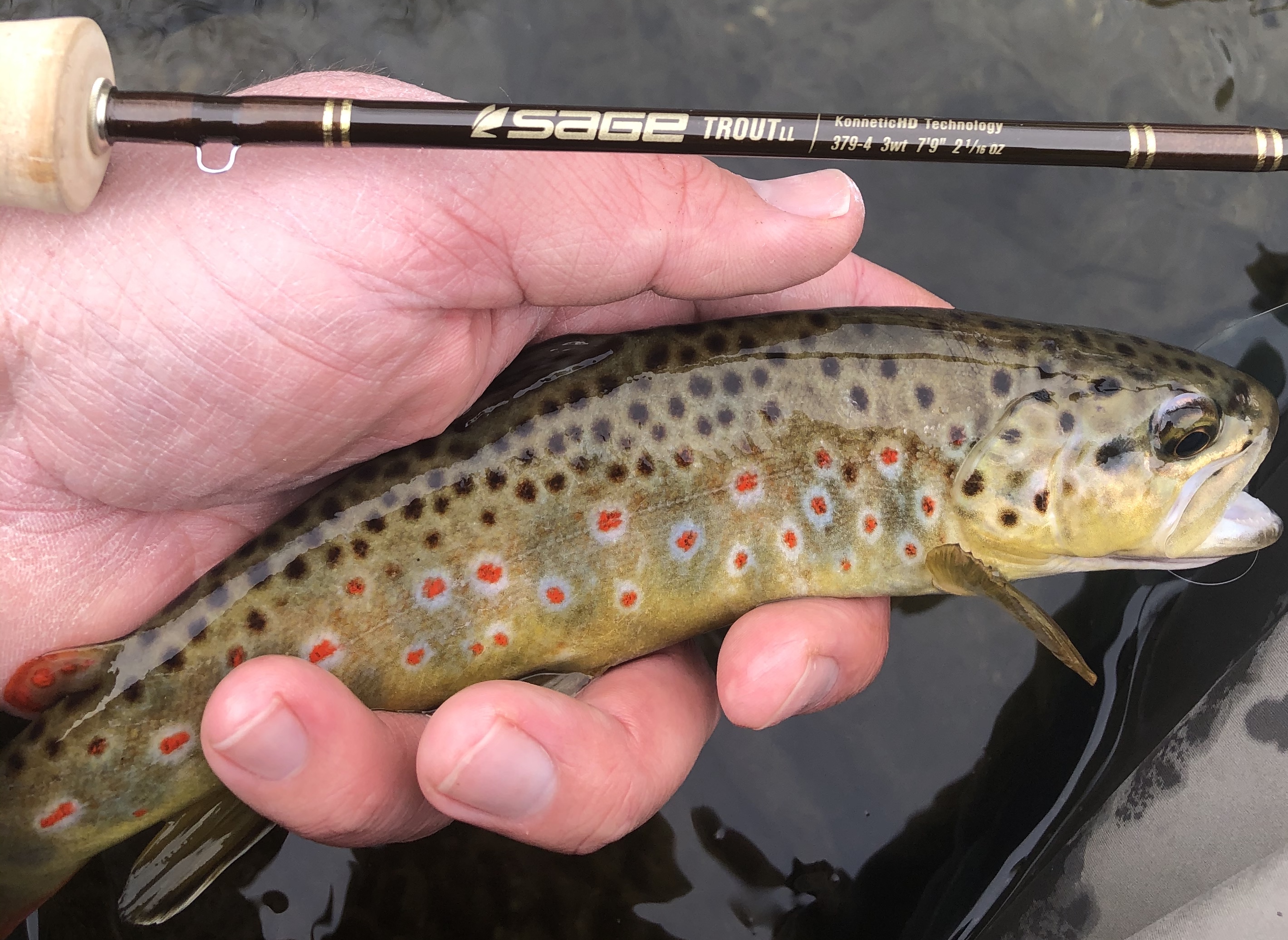 The Sage Trout LL: A Legend Reborn - Western Rivers Flyfisher