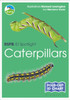 RSPB ID Spotlight - Caterpillars