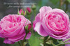 Card Box of 20 Notecards and Envelopes: Pink Rose