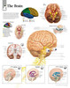 Brain Paper Poster