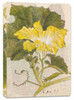 Japanese Squash Blossom Lined Paperback Journal: Blank Notebook with Pocket