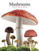 Mushrooms: A guide to fungi and toadstools