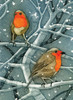 Wild Birds Pocket Notebook: Robin