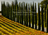 The Green Heart of Italy
