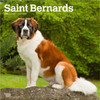 Saint Bernards 2026 Square Flap Calendar
