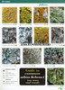Guide to Common Urban Lichens