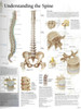 Understanding the Spine Paper Poster