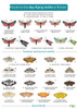 Guide to the Day-Flying Moths of Britain