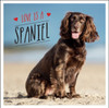 Love is a Spaniel: A Dog-Tastic Celebration of the World’s Most Lovable Breed