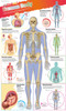 DKfindout! Human Body Poster