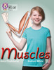 Muscles: Band 03 Yellow/Band 16 Sapphire