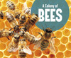 A Colony Of Bees